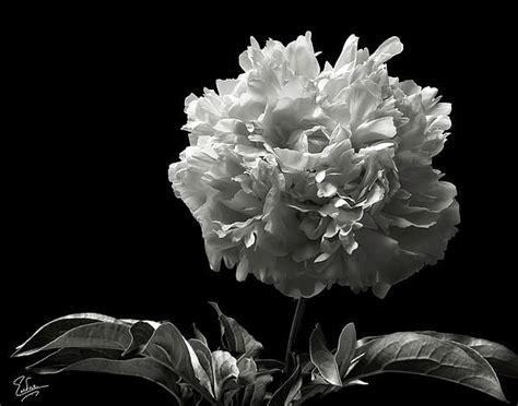 Fluffy Peony In Black And White By Endre Balogh Black And White