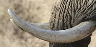 Illicit Ivory : A Film Worth Watching | HuffPost