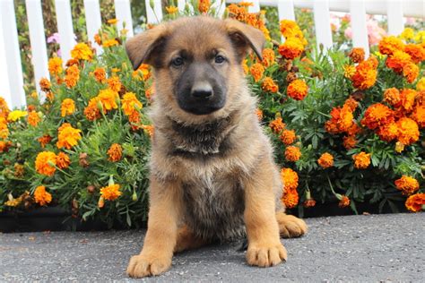 German Shepherd Puppies Ready For Adoption Now Pets For Free Adoption