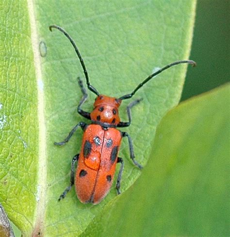 Red Milkweed Beetle Tetraopes Tetrophthalmus Bugguidenet