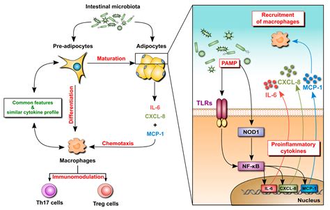 Cells Free Full Text The Role Of Adipose Tissue In The Pathogenesis