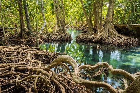 Best Knowledge What Is Mangrove Royal Sundarban Tourism 2023