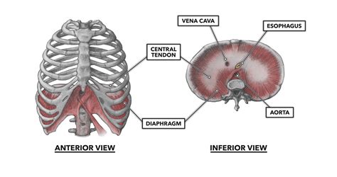Cervical rib originates just above the first thoracic rib at the level of 7th cervical vertebrae. Posterior Rib Cage Muscles : Introduction Anatomy Thoracic ...