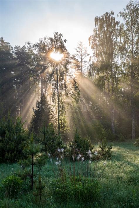 Natural Sun Light Rays Shining Through Tree Branches In Summer Morning