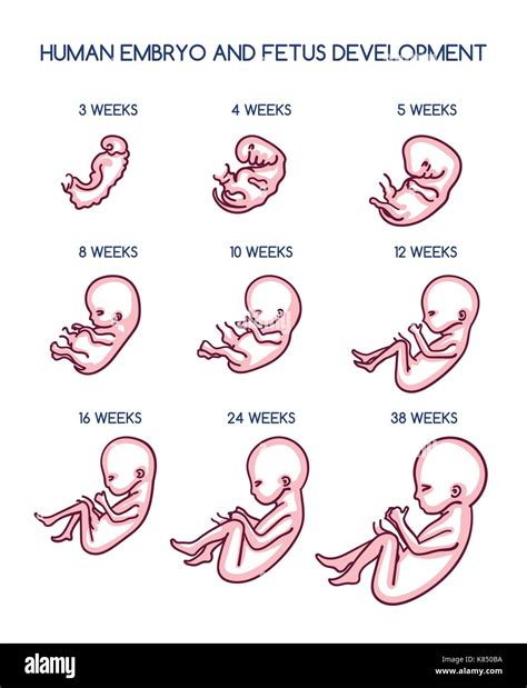 desarrollo fetal ilustración vectorial embarazo embrión crecimiento prenatal vida por semanas