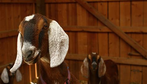 how to raise nubian goats for milk hobby farms