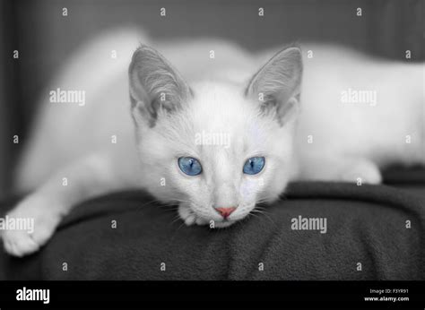 Kitten Cute Is A Closeup Of A White Kitty With Big Blue Eyes And An