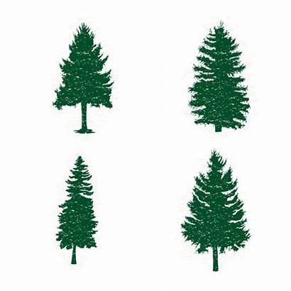 Vector Cedar Tree Different Clip Pine Illustrations