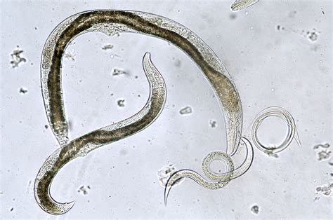 Mutant C Elegans Worms Scihigh Lunenfeld Tanenbaum Research