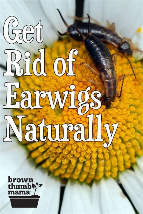 This test is usually done to monitor the alcohol consumption of people who are legally prohibited by the law to drink alcohol. Natural Ways to Get Rid of Earwigs | Brown Thumb Mama®