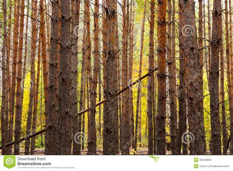 Vertical Trunks Of The Pine Trees Royalty Free Stock Image