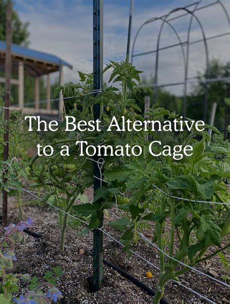 Are Tomato Cages Necessary The Best Diy Tomato Cages Alternative