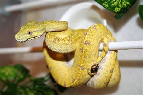 Images Gratuites Reptile Jaune Australie Serpent Vertébré Python