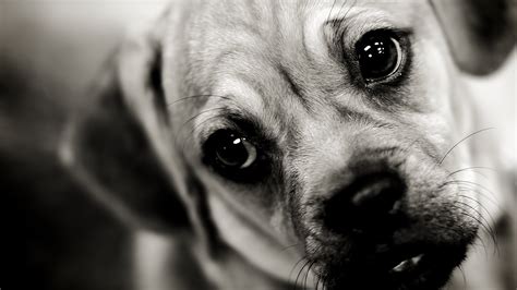 We have 87+ background pictures for you! Dog HD Wallpapers 1920x1080 - WallpaperSafari