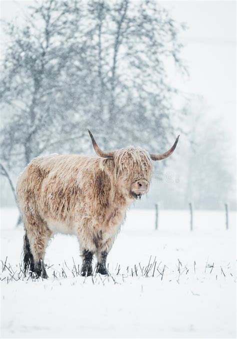 Scottish Highlander Cow Cattle Covered With Snow In Nature 2022 Stock