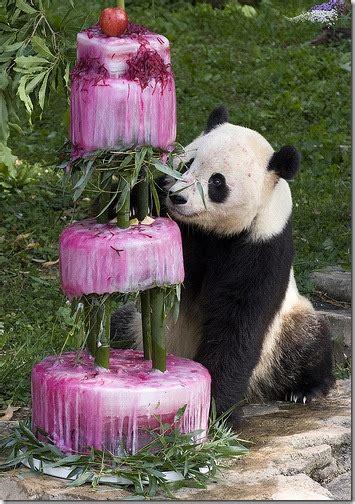 Runjun Blog Giant Panda Celebrates 4th Birthday