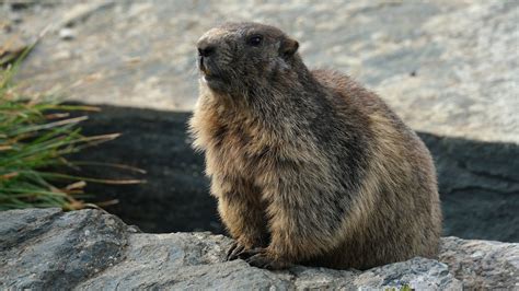 Trapping a groundhog may be the most common way to remove them from your garden. Groundhogs Are More Than Just Meteorologists | HowStuffWorks