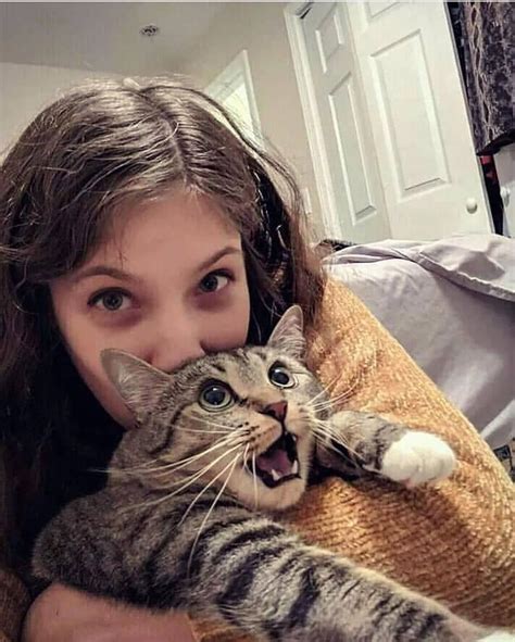 cats acts on instagram “😺😺😻 from unknown dm for credit ” görüntüler ile kedi evcil