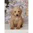 Chas  Labradoodle Puppy For Sale In Pennsylvania