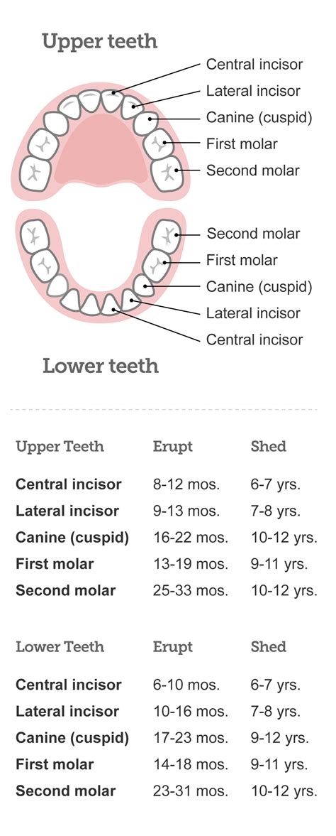 Baby Teeth Chart What Order Do Babies Teeth Come In Babycenter