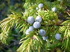 File:Common juniper berries (Mica B).JPG - Wikimedia Commons