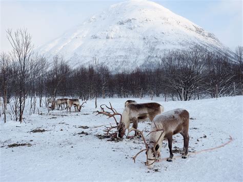 Reindeer At Lyngsfjord Adventures In Northern Norway Norway Forest