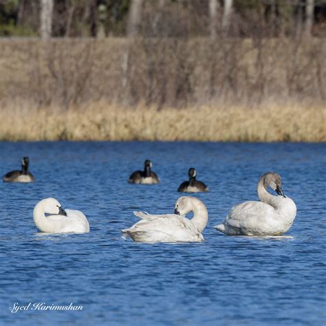 Tundra Swans Tundra Swans At Cold Stream 20 March 2023 Syed