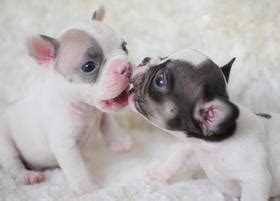 French bulldog puppies for sale in the san francisco bay area. Impeccabullz - French Bulldogs For Sale, California French ...