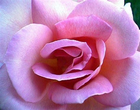 Close Up Pink Rose