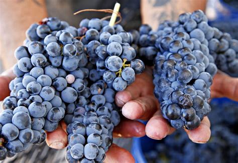 The Worlds Favorite Wine Grapes 23 Varieties Best Wines 2023