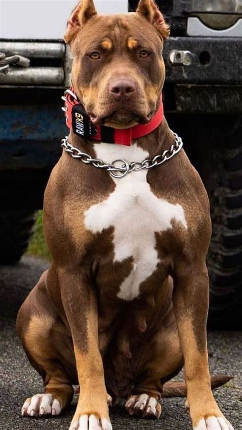 Pin On Pitbull Breeds