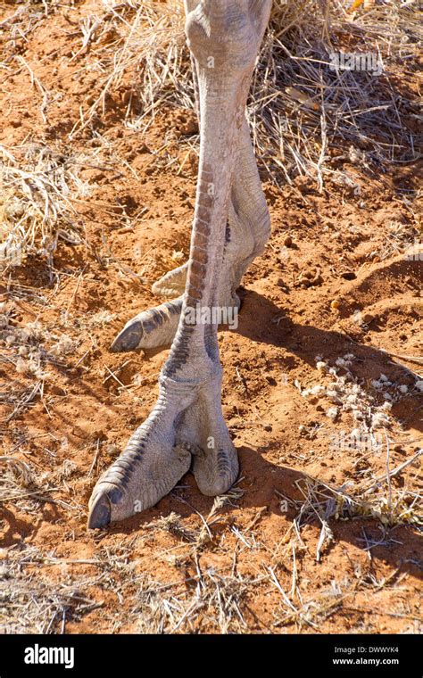 Ostrich Feet Front View Stock Photo Alamy