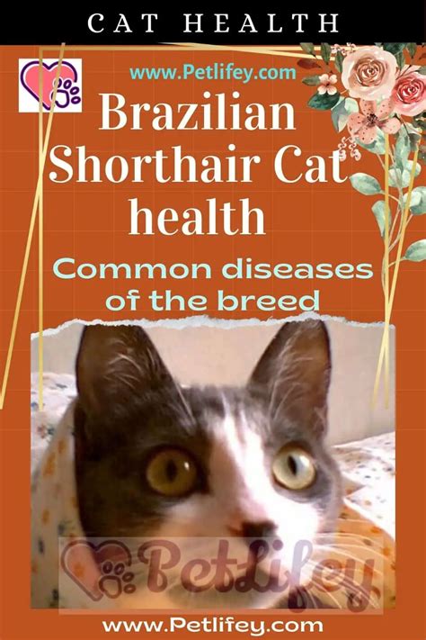 Brazilian Shorthair Cat Health Common Diseases Of The Breed Pet Lifey