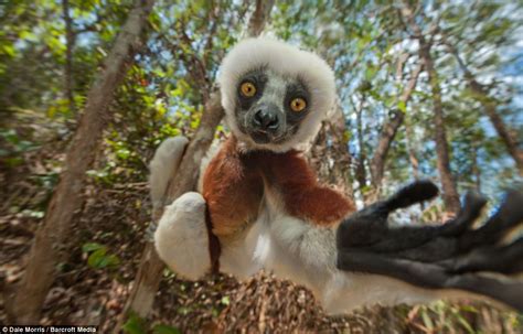 Lemurs Stunning Time Lapse Photography Captures The Movement Of Rare