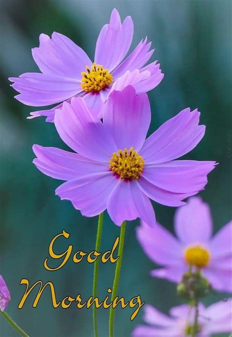 Pin By Lalit Rana On Morning Wishes Good Morning Greeting Cards Good