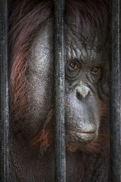 Animal's life behind bars at Thailand's horror zoos - Caters News Agency