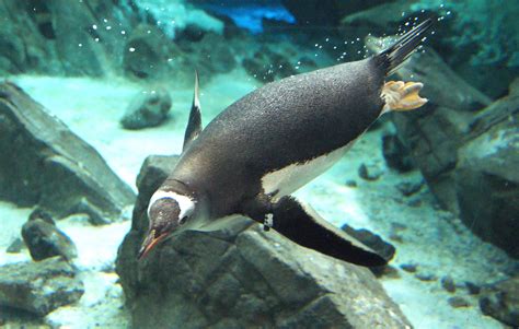 Gambar Hewan Burung Laut Margasatwa Bawah Air Kebun Binatang