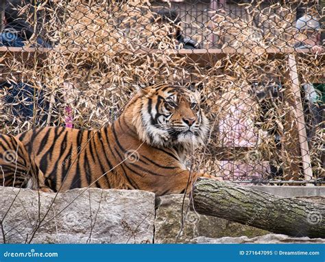 Large Male Sumatran Tiger At Kansas City Zoo Stock Image Image Of