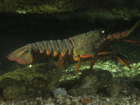 Spiny Lobster Panulirus Interruptus Are Often Seen In Southern