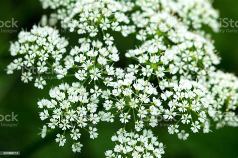 White Small Flower Stock Photo Download Image Now Istock
