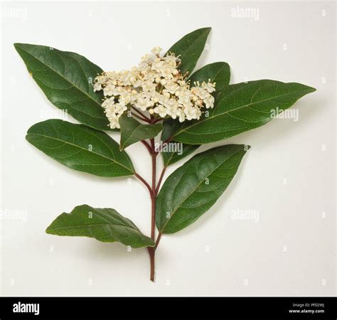 Viburnum Tinus Laurustinus With Dark Green Leaves And A Cluster Of