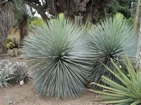 Shop.alwaysreview.com has been visited by 1m+ users in the past month Dasylirion longissimum | Yucca rostrata, Yucca plant ...