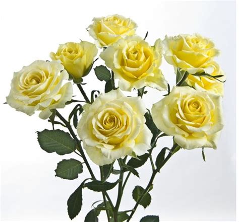 Pale Yellow Spray Roses All Year Spray Roses Yellow Wedding