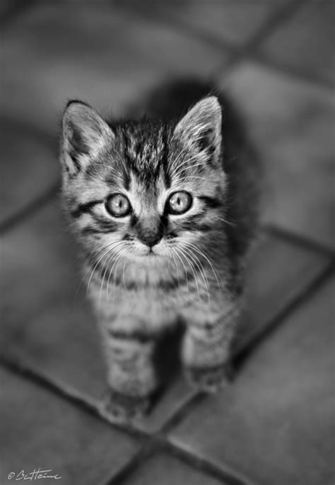 Cute Kitty By Benheine On Deviantart
