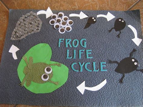 Mrs Griffins Cool Class Frog Life Cycles