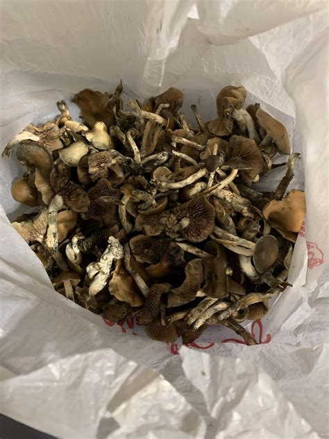 How Much Does The Average Fresh Psilocybe Cubensis Weigh Rshrooms