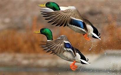 Ducks Duck Wallpapers Mallard Crested Unlimited Funny