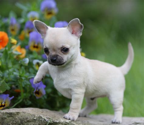 Top 10 Most Aggressive Small Dog Breeds In The World