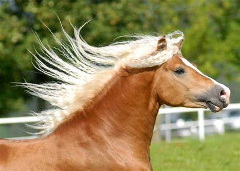 Schattenbild des cowboyreitens drei freepik machen sie ihren bildschirm setzer pferdebilder! Liegt dein Glück auch auf dem Rücken der Pferde?