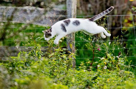 How to stop cats pooping in garden? How To Keep Cats From Pooping In Flower Beds